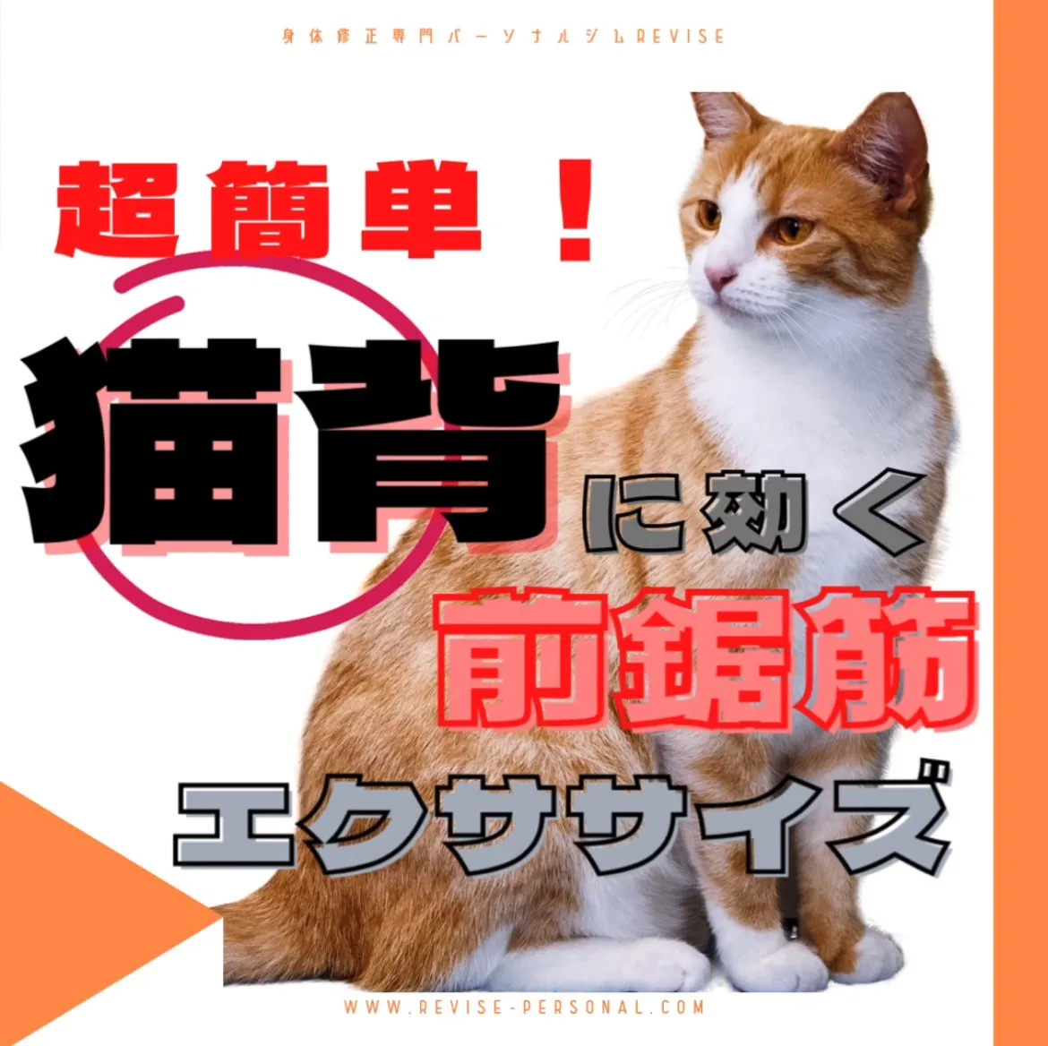 【超簡単】巻肩、猫背に効く「前鋸筋」エクササイズ!